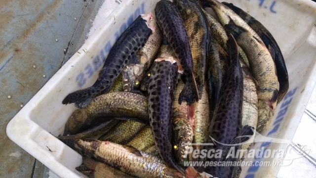 PMA autua dois infratores por pesca ilegal no Rio Paraná em Panorama (SP)