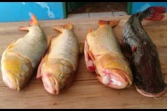 PMA autua dois por transporte de pescado ilegal no MS