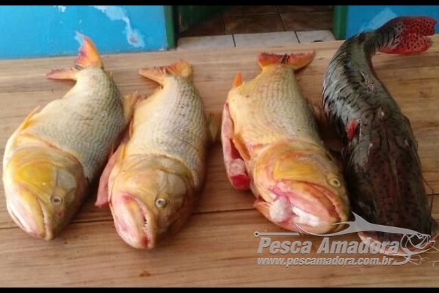 PMA autua dois por transporte de pescado ilegal no MS