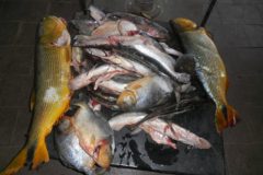 pma-autua-dois-por-transporte-ilegal-de-pescado-no-rio-miranda-ms