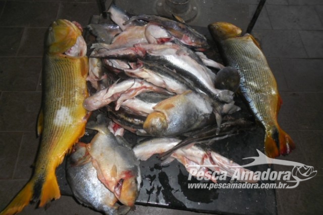 PMA autua dois por transporte ilegal de pescado no Rio Miranda-MS