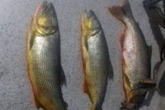 pma-autua-homem-por-pesca-ilegal-proximo-a-usina-do-funil-em-ribeirao-vermelho-mg