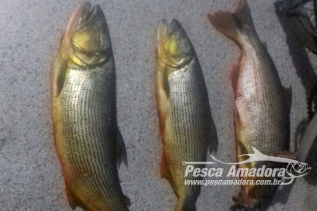 PMA autua homem por pesca ilegal próximo a Usina do Funil em Ribeirão Vermelho-MG
