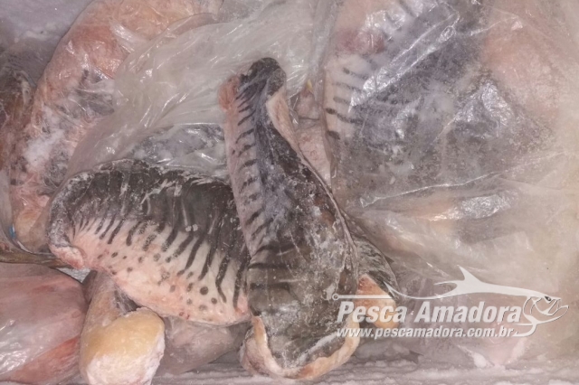 PMA  autua infrator em R$ 2,6 mil e apreende 80 kg de pescado ilegal no MS