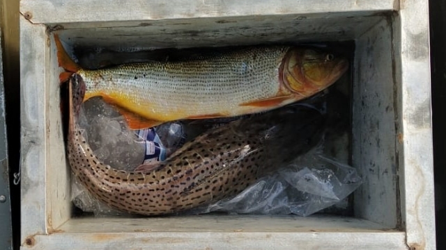 PMA autua infrator por pescar espécie com pesca proibida no estado de MS