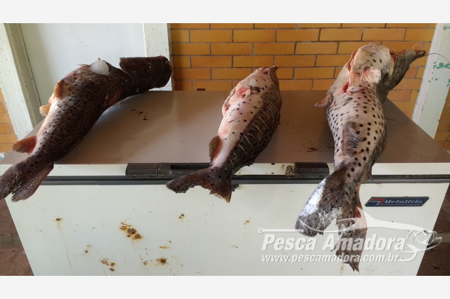 PMA autua infratora em R$ 1,4 mil por armazenamento ilegal de pescado em Anastácio (MS)