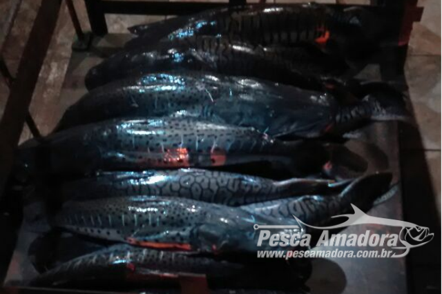 PMA autua infratores e apreende 65 kg de pescado capturado na piracema no rio Paraguai (MS)