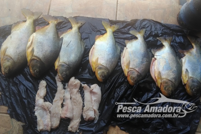 PMA autua infratores em R$ 13 mil por capturar pescado durante a piracema em MS