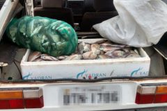 pma-autua-mulher-em-r-4-mil-e-apreende-70-kg-de-pescado-ilegal-no-rio-tiete-sp