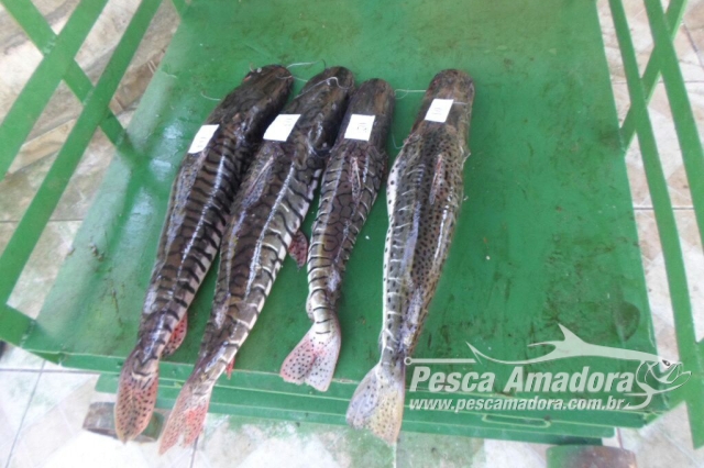 PMA autua pescador profissional por comercializar pescado abaixo da medida permitida em MS
