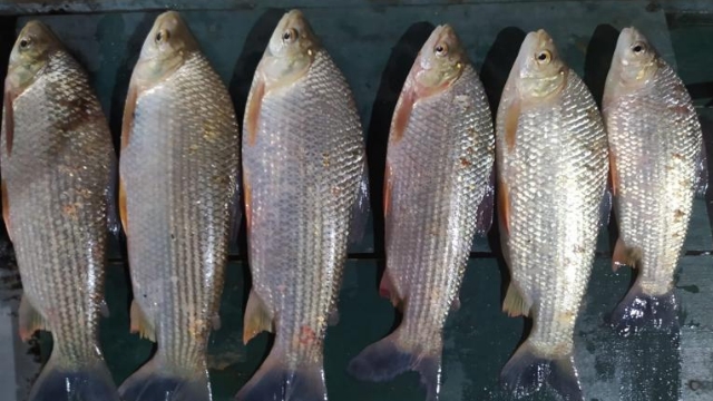 PMA autua pescador profissional por pesca ilegal no Rio Taquari em Coxim (MS)