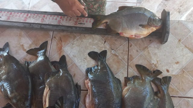 PMA autua pescador profissional por pesca predatória e apreende13 kg de pescado em Corumbá (MS)