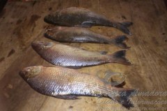 PMA autua pescador sem licenca no Rio Aquidauana-MS