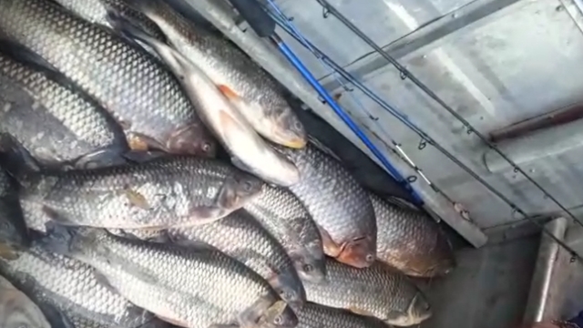 PMA autua piloteiro de hotel que divulgou vídeo praticando pesca predatória no MS