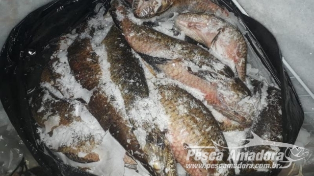 PMA autua três infratores por pesca e transporte de pescado ilegal em Campo Grande (MS)