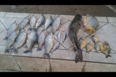 PMA autua tres pescadores amador por transporte ilegal de pescado em MS