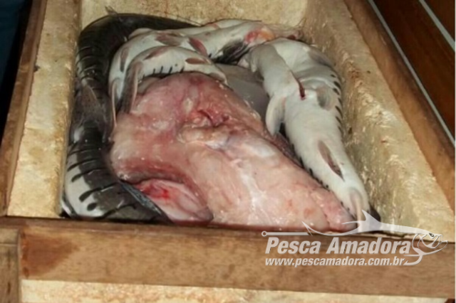 PMA autua três pessoas em mais de R$ 3.000 Mil por pesca ilegal em Cabixi (RO)