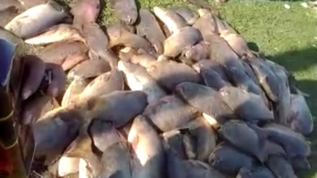 PMA autua em R$ 34 mil homem que divulgou imagens de grupo praticando pesca predatória em MS