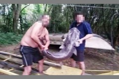 PMA de Cianorte-PR prende pescadores que ostentavam em redes sociais