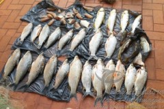 PMA de Sao Gotardo apreende pescado e redes de pesca em Minas Gerais 2