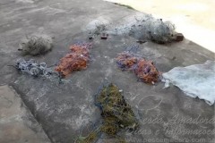 PMA de aquidauana no MS prende dois por pesca ilegal