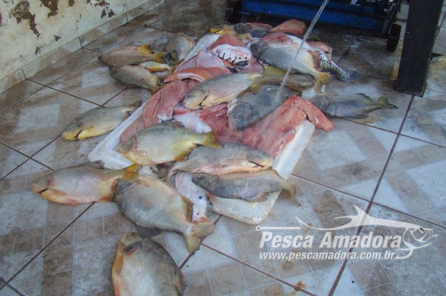 PMA desmonta acampamento e apreende 118 kg de pescado ilegal no Pantanal