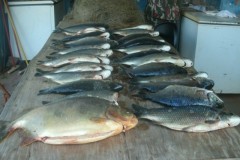 PMA desmonta acampamento ilegal e apreende pescado e apetrechos ilegais no MS