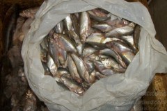 PMA e Ibama apreendem 98 kg de pescado ilegal em Lagoa Grande-PE