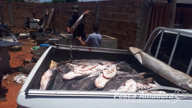 PMA e Juvam apreendem 461 kg de pescado ilegal em Rondonópolis (MT)