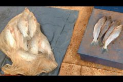 pma-e-prf-prendem-em-flagrante-homem-por-transporte-de-pescado-ilegal-em-ms