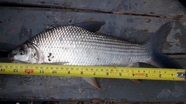 PMA flaga pesca ilegal durante fiscalização no Rio Mogi Guaçu (SP)