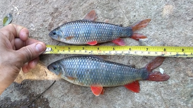 PMA flagra pesca ilegal em Cachoeira de Emas no Rio Mogi Guaçu (SP)