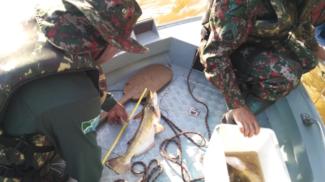 PMA flagra e autua infratores por pesca predatória no rio Amambai em MS