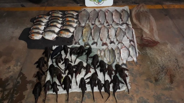 PMA flagra grupo praticando pesca ilegal no rio São José dos Dourados (SP)