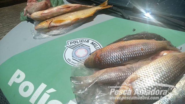 PMA flagra infrator com pescado ilegal e carne de jacaré em Flórida Paulista (SP)