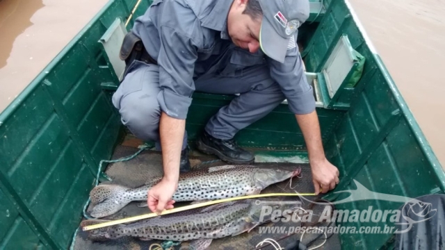PMA flagra infratores praticando pesca ilegal no Rio Aguapeí em Lucélia (SP)