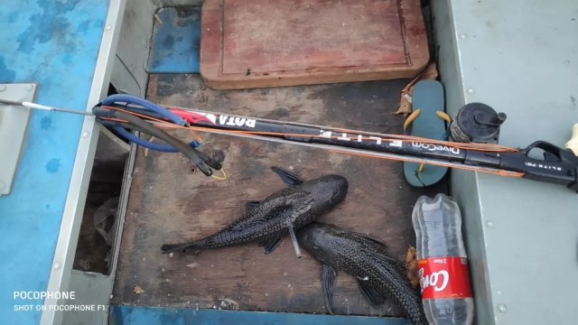 PMA flagra pesca com método não permitido no Rio Paraná em Panorama (SP)