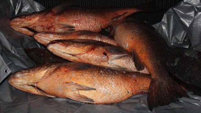 PMA flagra pesca de espécie em risco de extinção após monitoramento em Santos (SP)