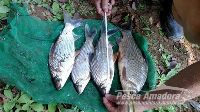 PMA flagra pesca ilegal com uso de armadilhas no Rio Mogi Guaçu (SP)