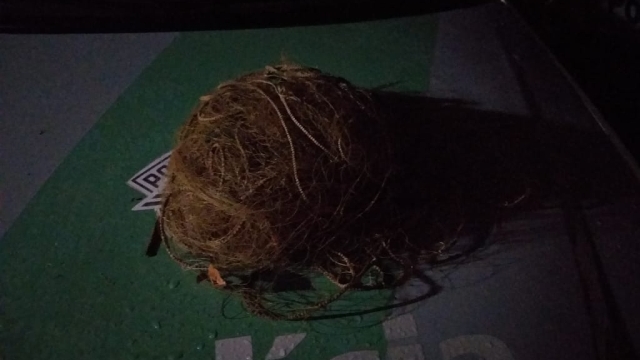 PMA flagra pesca ilegal durante fiscalização no Rio Pardo em Mococa (SP)