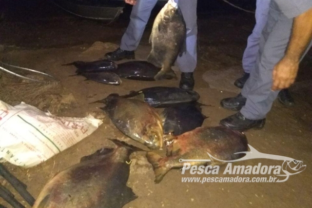 PMA flagra pesca ilegal e apreende 71 kg de pescado no Rio Tietê em Buritama (SP)