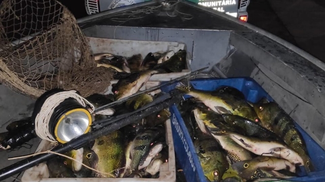 PMA flagra pesca ilegal e apreende 72 kg de pescado no Rio Paraná em Panorama (SP)