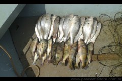 PMA flagra pesca ilegal e apreende redes e pescado no Rio Aracatuba-SP