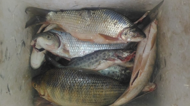 PMA flagra pesca ilegal e apreende redes e pescado no Rio Areado (MG)