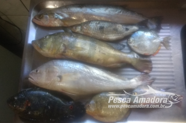 PMA flagra pesca ilegal e apreende sete redes em Aparecida do Taboado-MS