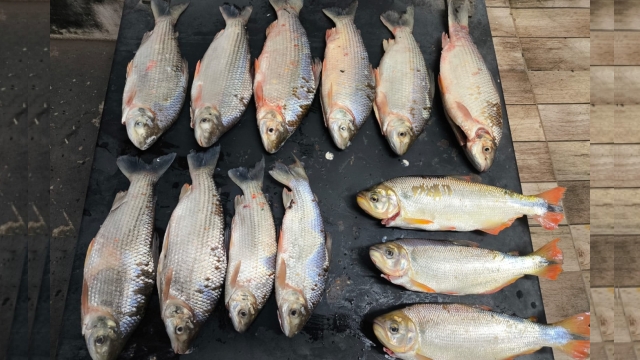 PMA flagra pesca ilegal e aurtua infratores no rio Taquari em Coxim (MS)