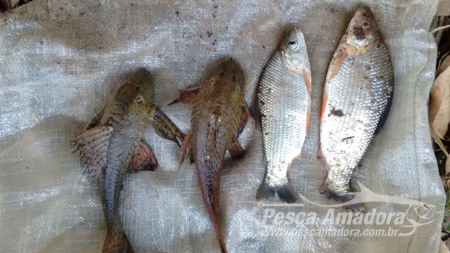 PMA flagra pesca ilegal e autua infrator no Rio Aguapeí em Adamantina (SP)