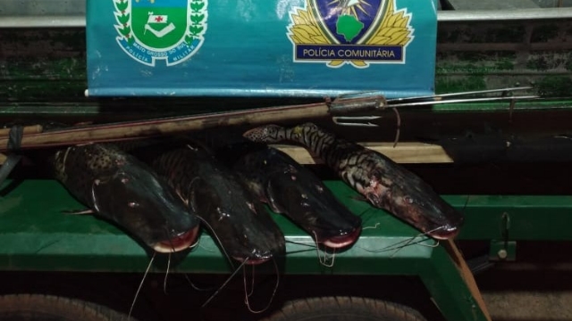 PMA flagra pesca ilegal e autua infrator no Rio Salobra em Miranda (MS)
