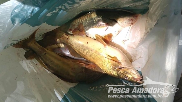 PMA flagra pesca ilegal e autua infratores no Rio Piracicaba (SP)