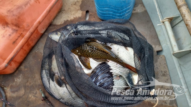 PMA flagra pesca ilegal em Cachoeira de Emas no Rio Mogi Guaçu (SP)